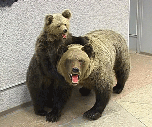 Экспозиция охотничьих трофеев