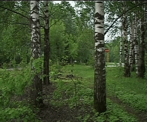 Итоги авиамониторинга  вырубки леса  на территории Кировской области