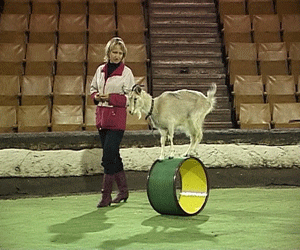 Новая программа  в Кировском цирке