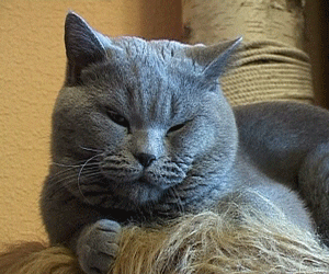 Кошки - лекари