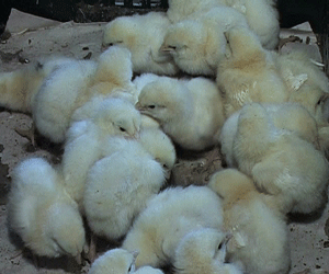 Предупреждение птичьего гриппа