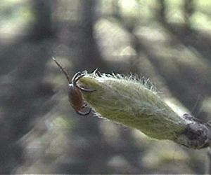 Весенняя активность клещей