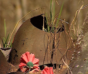 Вахта памяти в Новгородской области