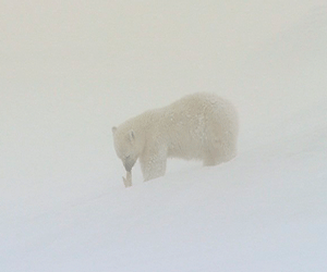 Встреча с белым медведем