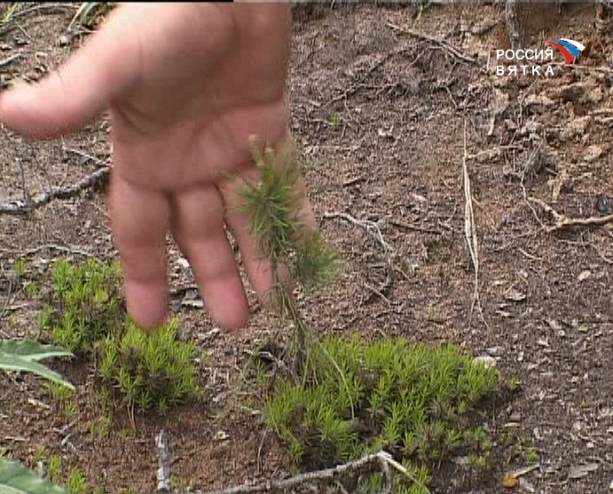 К Дню эколога: на страже вятских лесов