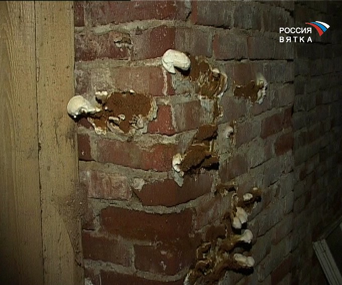 Грибы и ЖКХ