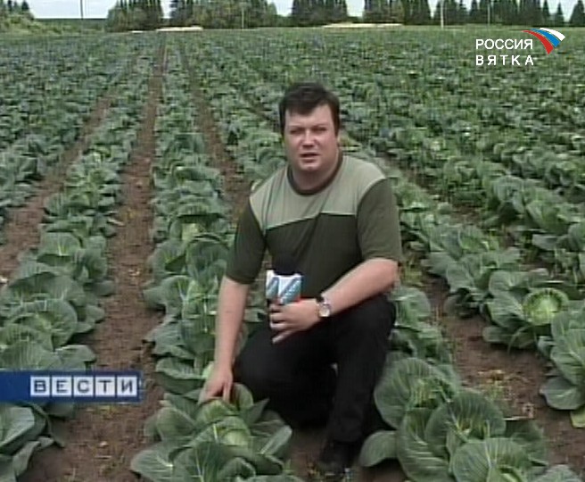 Капусты хватит на всех