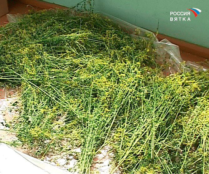 Лето - время сбора лекарственных трав.