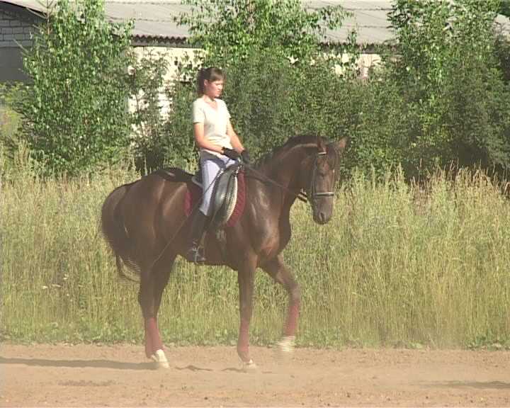 Подготовка к чемпионату области по конному спорту