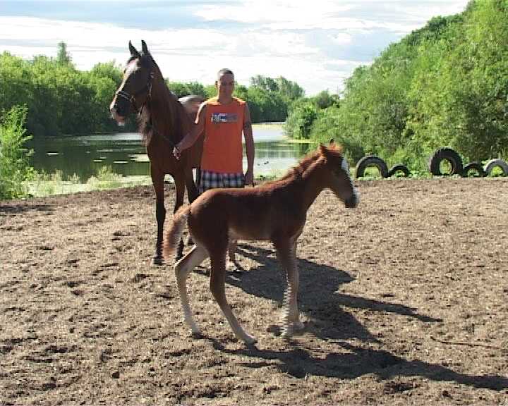 Любовь к лошадям - с детства и навсегда