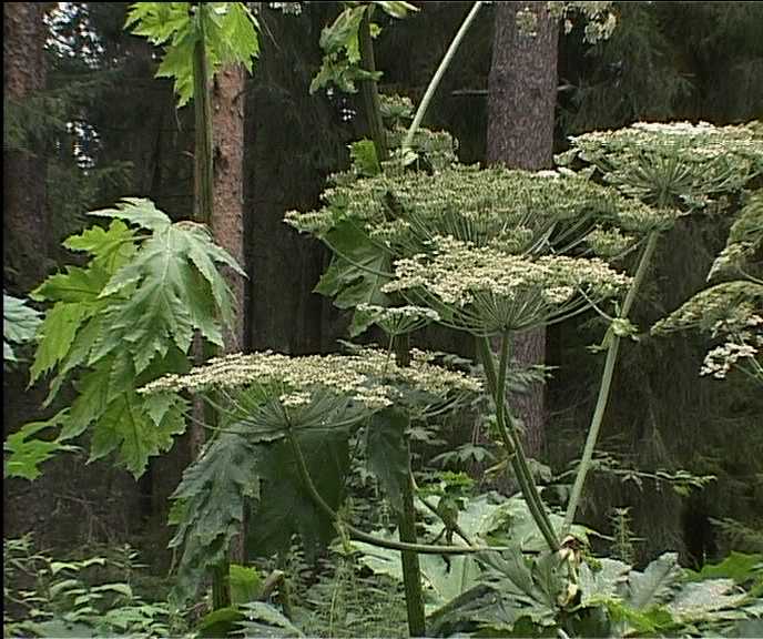 Борщевик. Как с ним бороться?