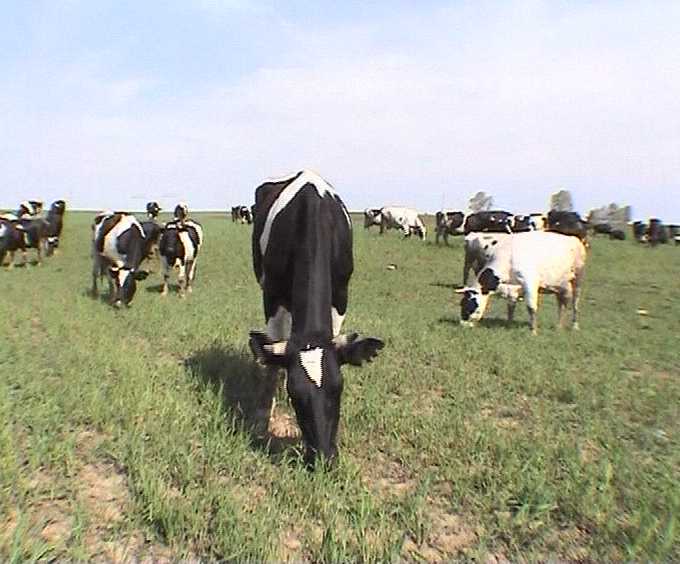 Молоко у коровы на языке