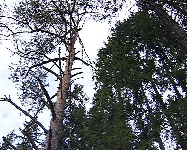 Зелёная зона - особо охраняемая природная  территория