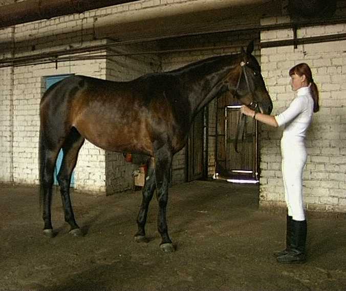 Борьба за существование кировского ипподрома продолжается