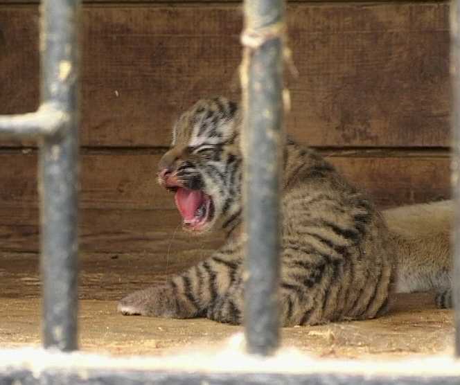 В Кирове родились тигрята