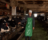 Молокопровод от коровьего стада прямо на завод