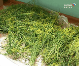 Лето - время сбора лекарственных трав.