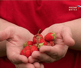 Клубничная плантация