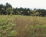 Борщевик. Как с ним бороться?