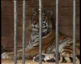 В Кирове родились тигрята