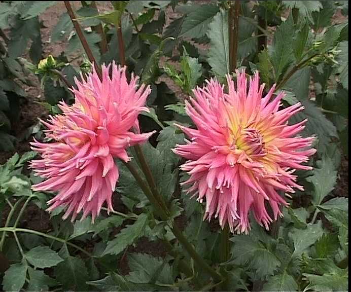 Коллекция георгинов Андрей Русакова