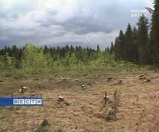Нарушения в лесном комплексе