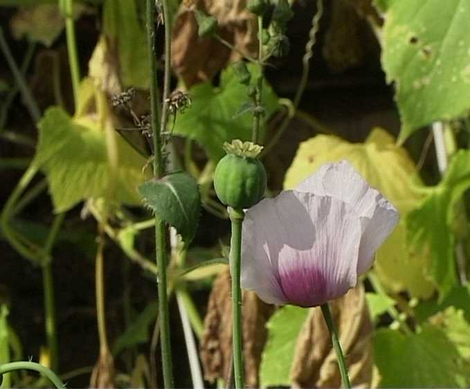 Профилактическая операция «Мак-2008»