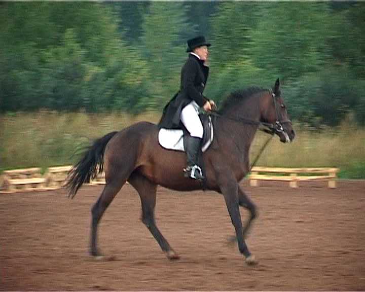 Областные соревнования по конному спорту