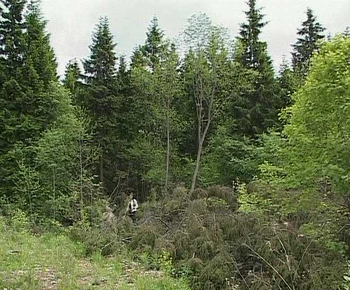 Итоги  работы по сохранению лесов