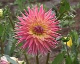 Коллекция георгинов Андрей Русакова