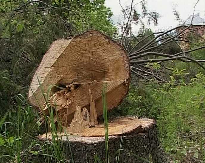 Незаконные вырубки губят лес