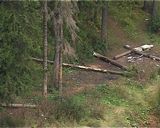 Незаконные вырубки губят лес