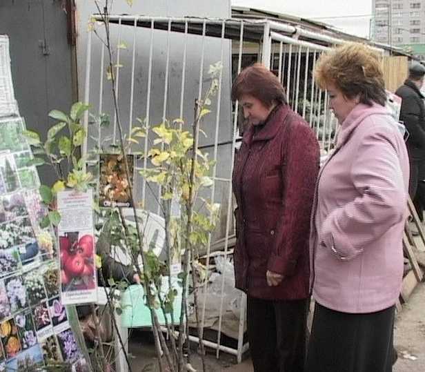 Лжесаженцы на кировских рынках