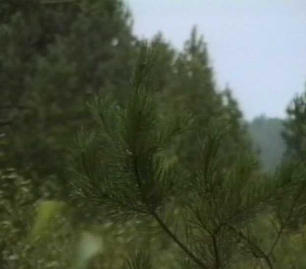 Вопросы лесопользования - на контроле государства