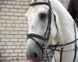 Прогулки на ипподроме