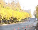 Финал Кубка России по лыжероллерам