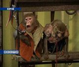 В Киров приехал цирк Филатовых