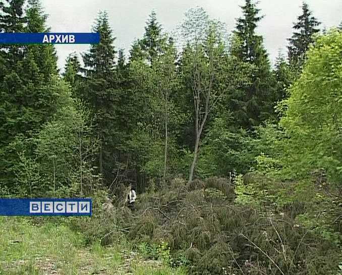 Выявлен факт незаконного завладения государственным лесом