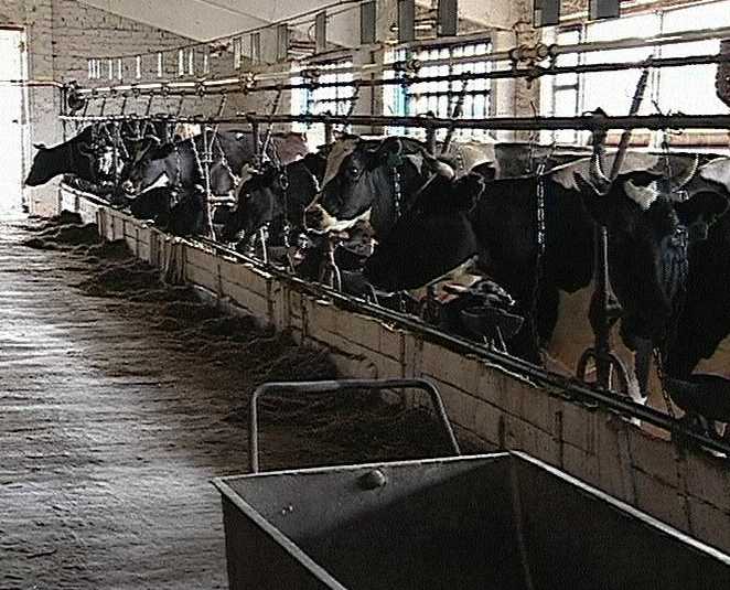 Итоги работы  за год в сфере животноводства