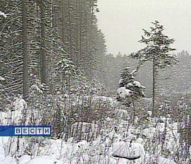 Борьба с лесным криминалом