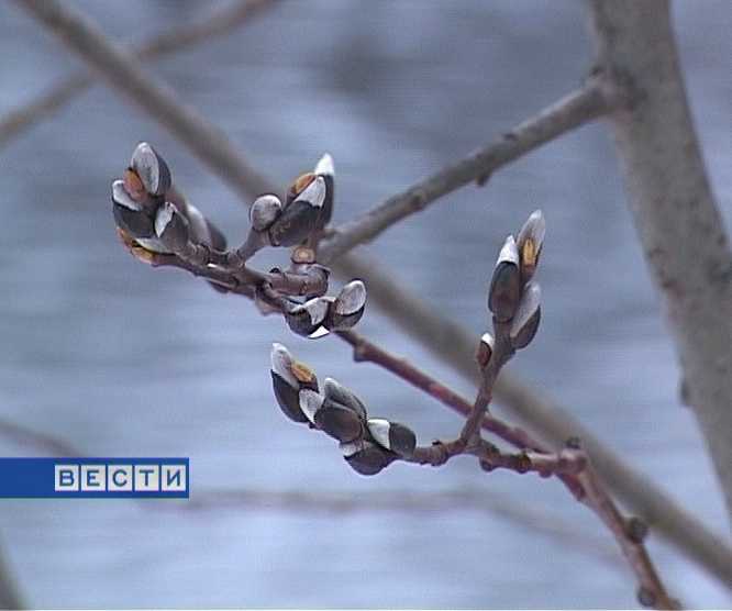 Глобальное потепление на Вятской земле