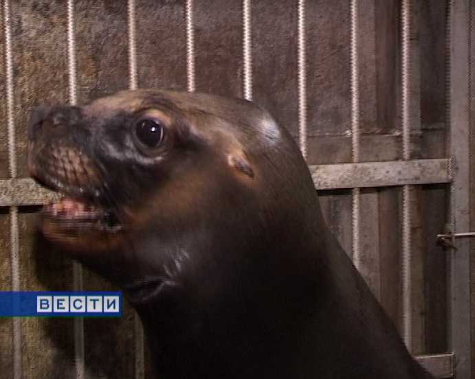 Морские львы в Кировском цирке