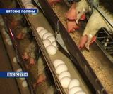 Новые технологии на Вятскополянской птицефабрике