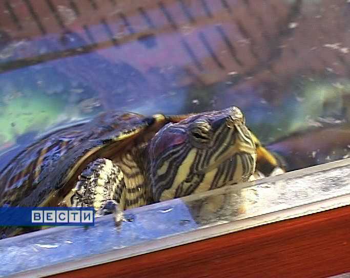 Новоселье для черепахи