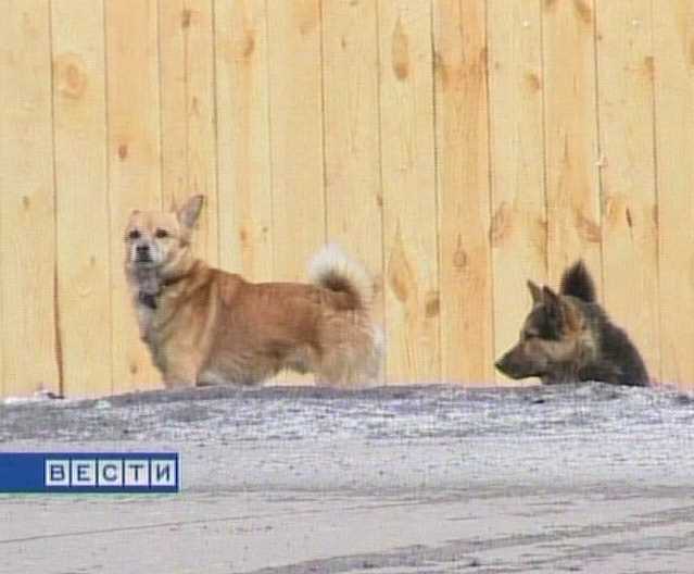 Собака бывает кусачей