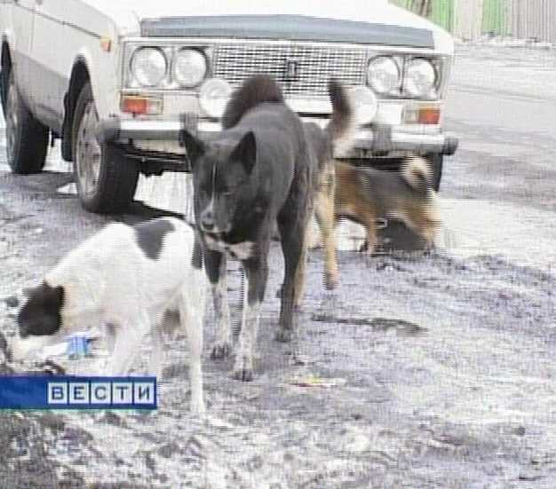 Зубастое нападение