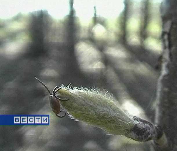 Клещи выходят на охоту