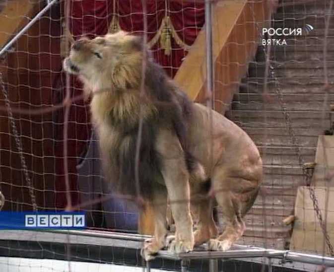 Львы в городе