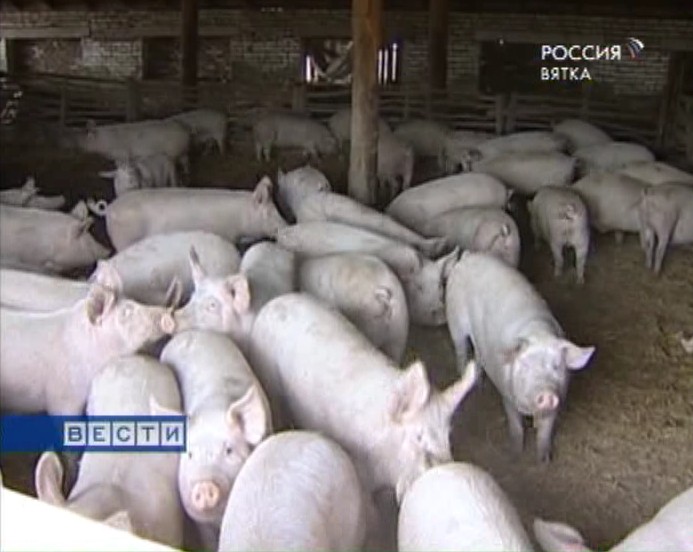 Африканская чума угрожает вятским свинкам