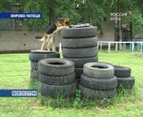 Хвостатые профессионалы 